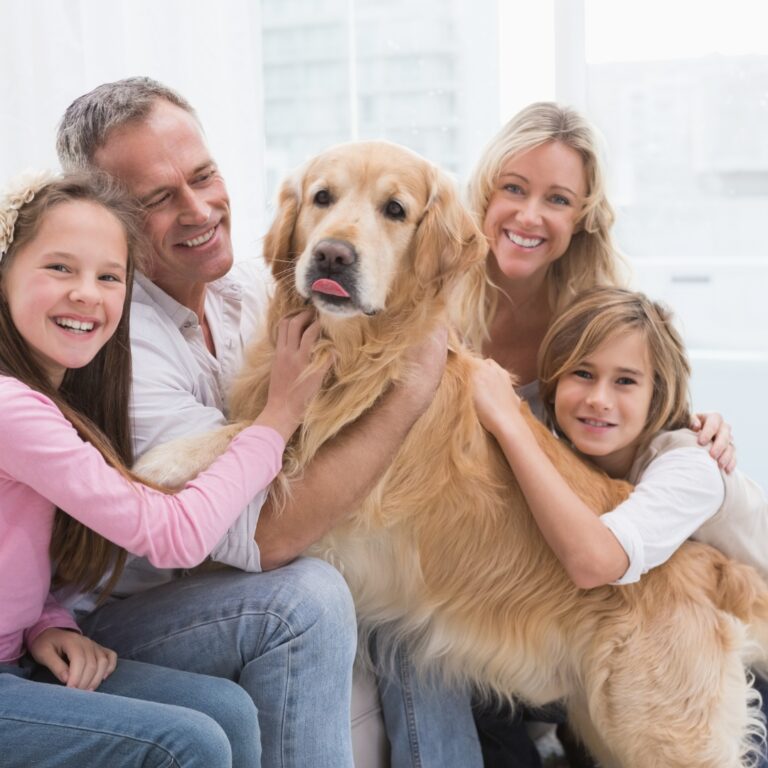 Cachorros golden retriever y su familia CL2