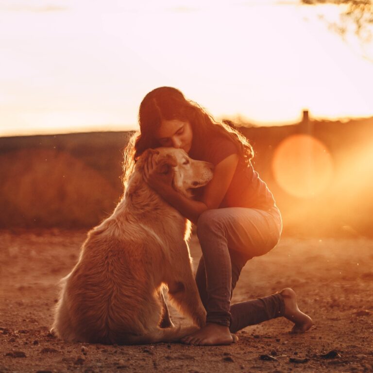 Cachorros golden retriever y su familia CL3