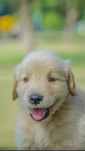 Cachorros Golden Retriever en venta en Chile