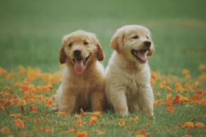 Cachorros Golden Retriever sanos en Chile