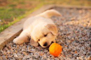 Cachorros Golden Retriever sanos en Chile