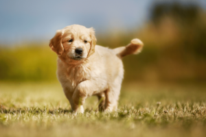 Cachorros Golden Retriever sanos en Chile