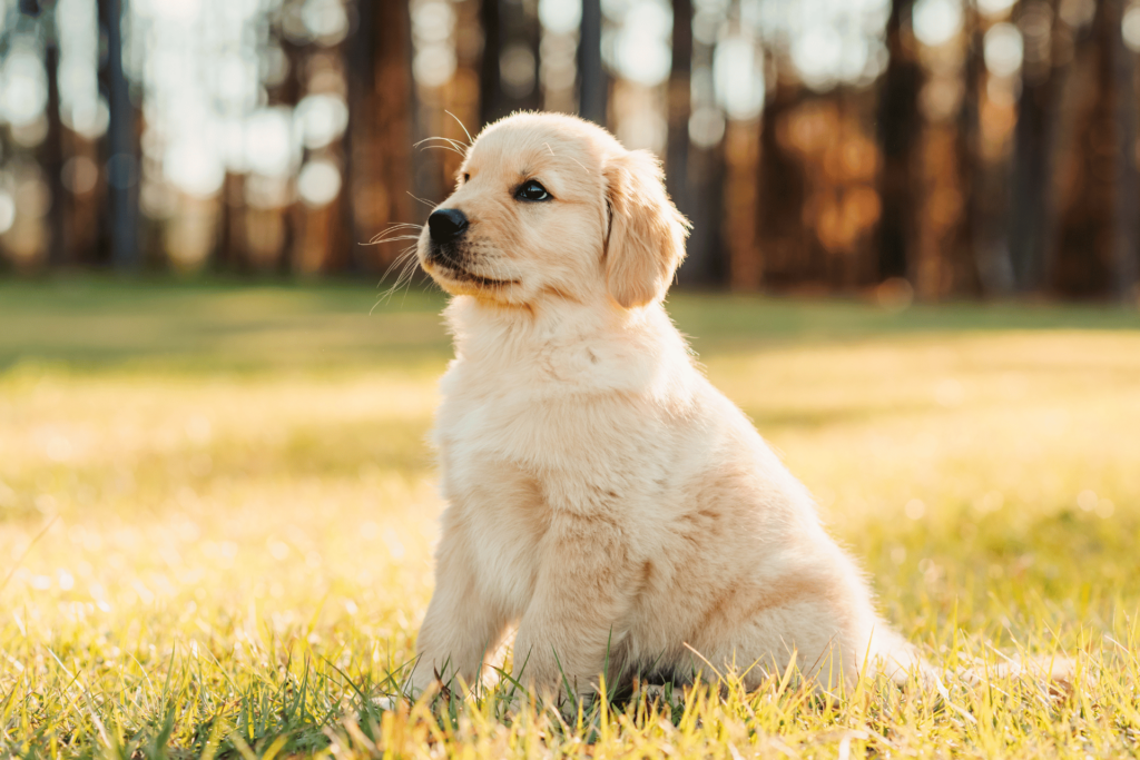 Cachorros Golden Retriever sanos en Chile