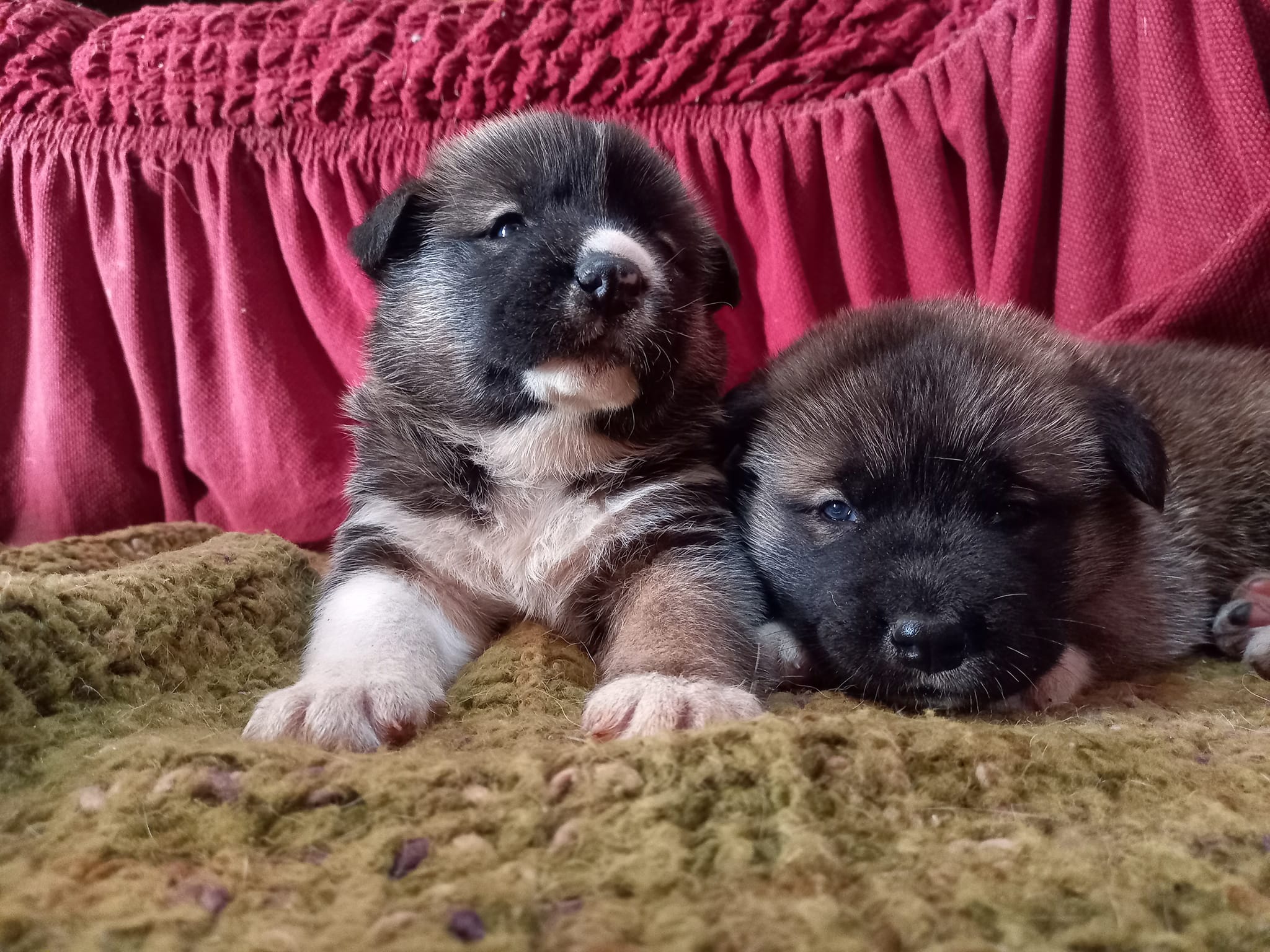Akita Americano