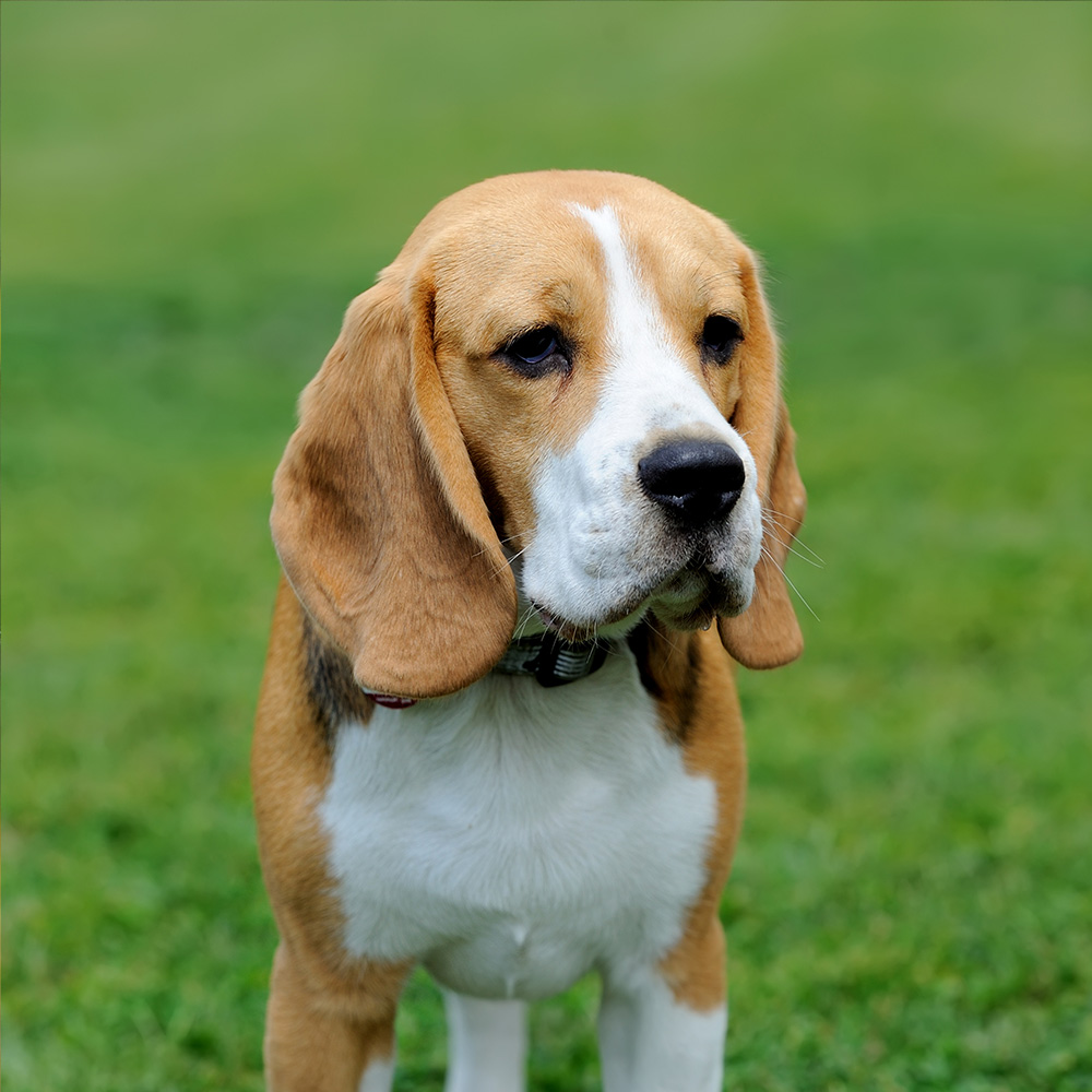 Beagle