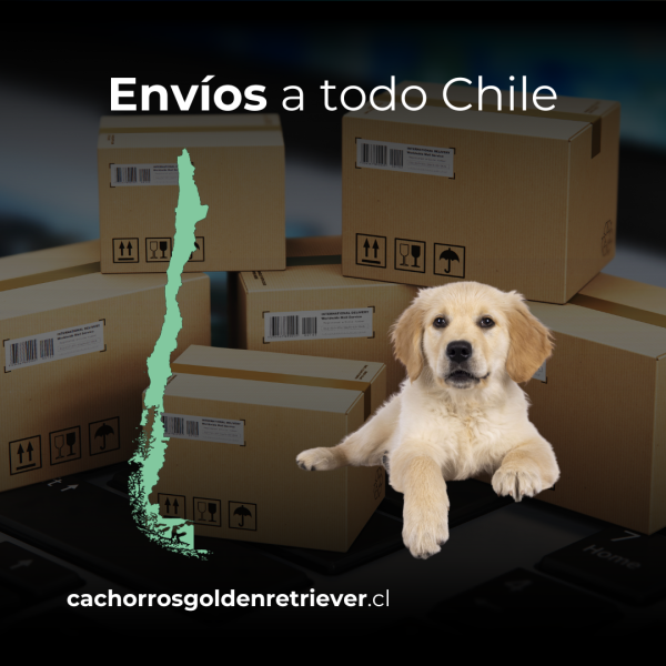 Envíos a todo chile golden retriever Envíos a todo chile golden retriever
