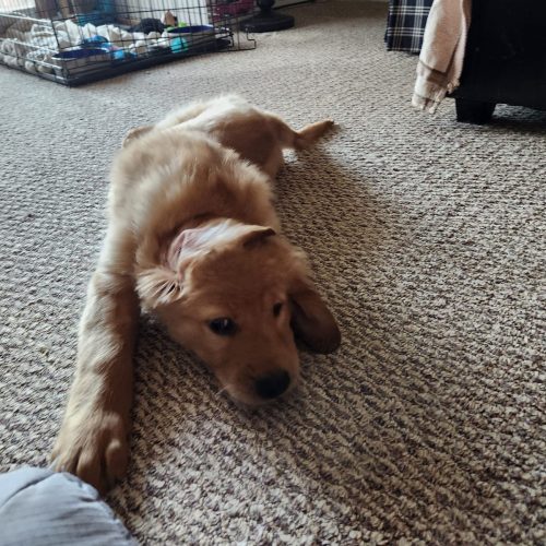 cachorros golden retriever foto galeria