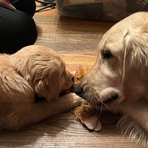 cachorros golden retriever foto galeria1