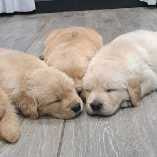 cachorros golden retriever foto galeria10