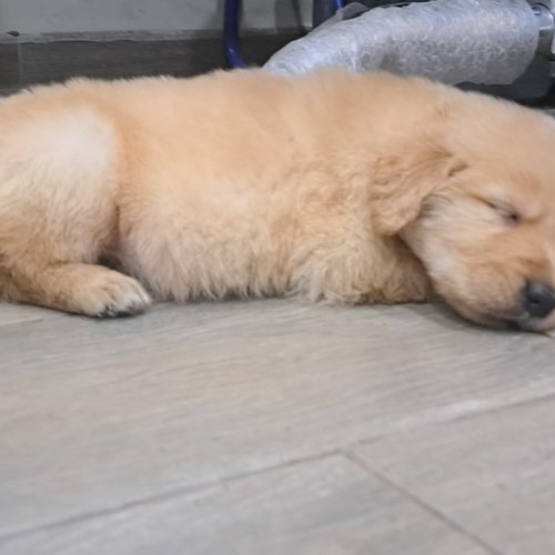 cachorros golden retriever foto galeria11