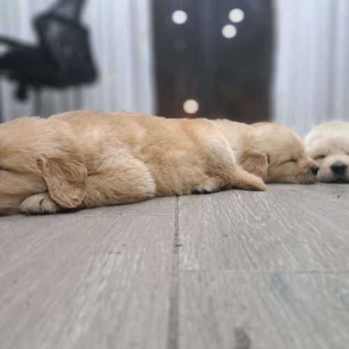 cachorros golden retriever foto galeria12