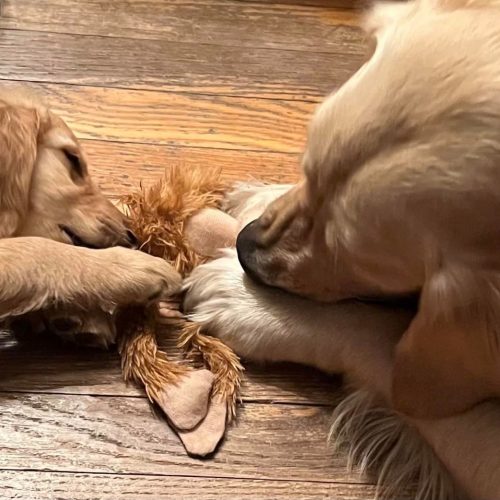 cachorros golden retriever foto galeria2