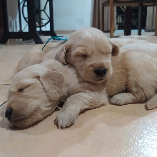 cachorros golden retriever foto galeria3