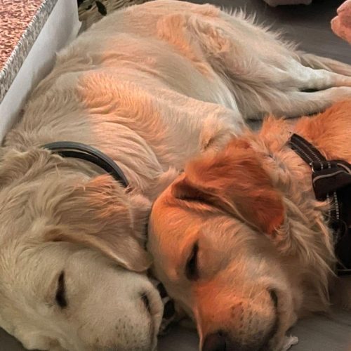 cachorros golden retriever foto galeria4