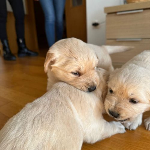 cachorros golden retriever foto galeria5