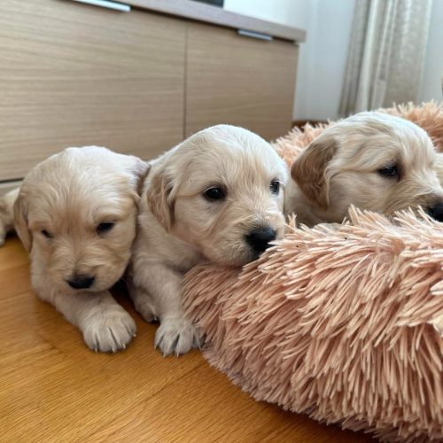 cachorros golden retriever foto galeria6