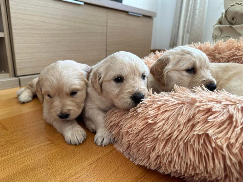 cachorros golden retriever foto galeria6