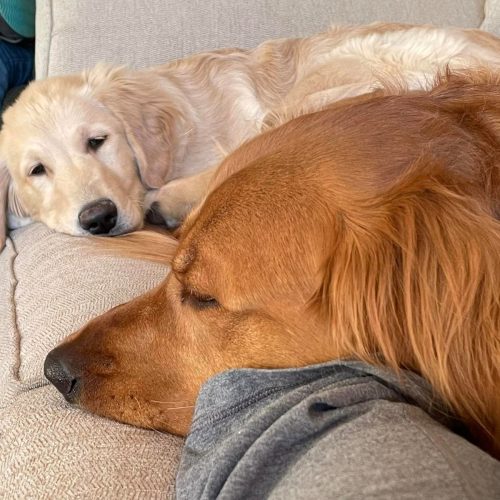 cachorros golden retriever foto galeria7