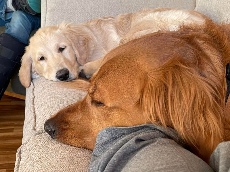 cachorros golden retriever foto galeria7
