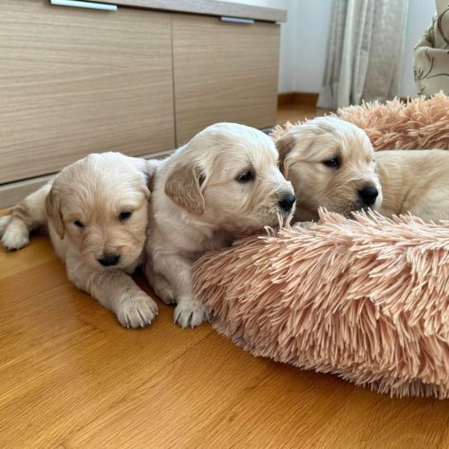 cachorros golden retriever foto galeria8