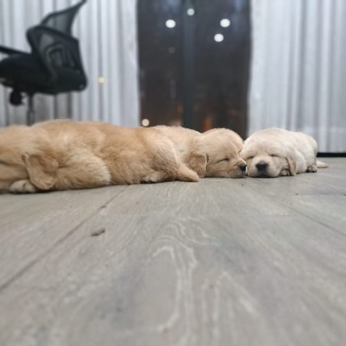 cachorros golden retriever foto galeria9